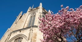 pink flowers blooming in front of Heinz chapel